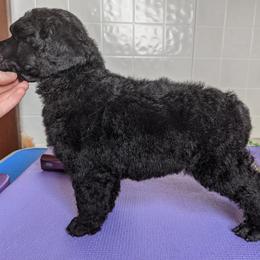 Poodle Puppies from Alue Standard Poodles