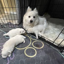 Kylo - White male American Eskimo Dog puppy in Hesperia, California from Bella's American Eskimos