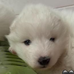 Black - White male Samoyed puppy in Hollywood, Florida from ArticCross Samoyeds-Florida