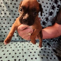 Clarissa - Fawn female Boxer puppy in Upper Sandusky, Ohio from Cornish Canines