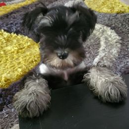 Miniature Schnauzer Puppies from Parsons’ Kennels
