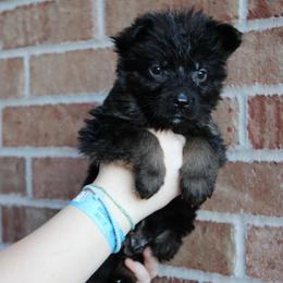 Boy 3 - Black and red male German Shepherd puppy in Mount Vernon, Missouri from German Haus German Shepherds LLC