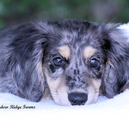 Apple - Dachshund