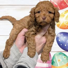 Spring - Red female Cavapoo puppy in Coshocton, Ohio from Forever Family Puppies
