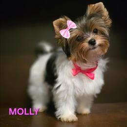 Molly - Black tan and white female Biewer Terrier puppy in Modesto, California from Granny's yorkshire Terrier Modesto California