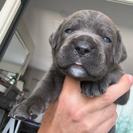 Grey female small white patch on chest grey collar - Gray female Cane Corso puppy in Cherry Valley, California from Liberty Corsos