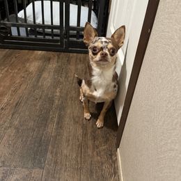 Jazzy - Chihuahua