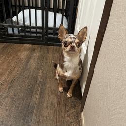 Jazzy - Chihuahua