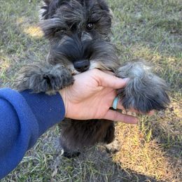 Zach - Salt and pepper male Miniature Schnauzer puppy in Brenham, Texas from Ashley Martinez