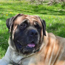 Handsome - Mastiff