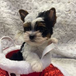 Blitzen - Parti male Yorkshire Terrier puppy in Parma Heights, Ohio from Yorkie Darlings ANGELHEARTS YORKIES
