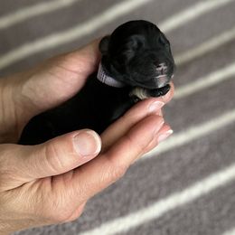 Miniature Schnauzer Puppies from Adrienne Exum