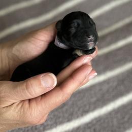 Miniature Schnauzer Puppies from Adrienne Exum