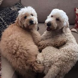 PENNY - Goldendoodle