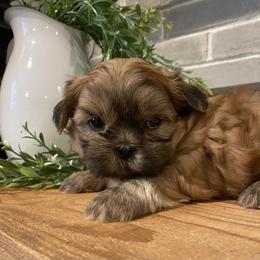 Boy 2 - Gold male Shih Tzu puppy in Lexington, North Carolina from SCS Shih Tzus