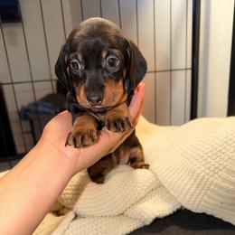 Juniper - Black and tan female Dachshund puppy in Los Angeles, California from Dachshunds of the Desert