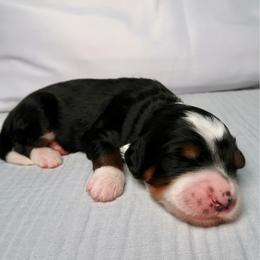 Cove - Tri-color female Bernedoodle puppy in Bowling Green, Ohio from Windy Creek Doodles