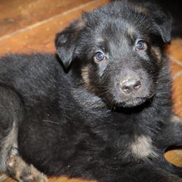German Shepherds from Rachelle's Pups