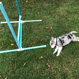 Border Collie Puppies from Cascade Sun Kennels