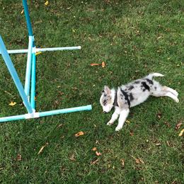 Border Collie Puppies from Cascade Sun Kennels