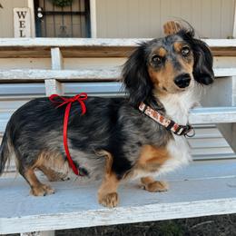 Dolly - Dachshund