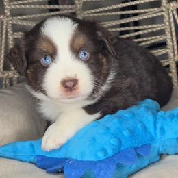 Jack - Red tri male Miniature Australian Shepherd puppy in Lincoln, California from Elegant Aussies