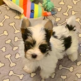 Boy 1 - Charting to be about 4lbs - Black tan and white male Biewer Terrier puppy in Litchfield Park, Arizona from Phoenix Golden Retriever & Biewer Terriers