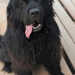 Newfoundland puppies from K & L Ranch