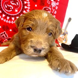 Goldendoodle Puppies from Dapper Doodles of Tennessee