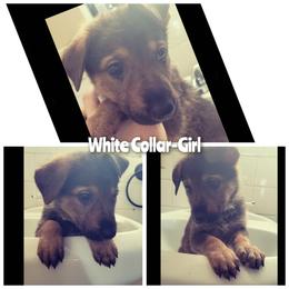 WHITE- Girl - Black and tan female German Shepherd puppy in Willoughby, Ohio from WolfPackk