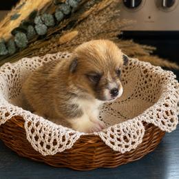 Sissy - Sable and white female American Corgi puppy in Missouri from Country Legends Aussies & Corgis