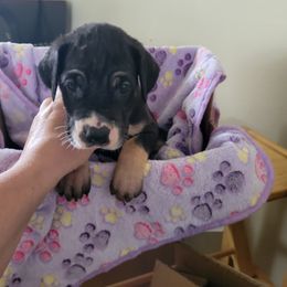 Girl Lime Green (socks) - Mantle Great Dane puppy in Enumclaw, Washington from Lord's Danes
