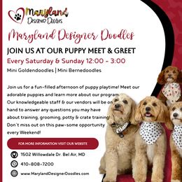 Goldendoodle Puppies from Maryland Designer Doodles