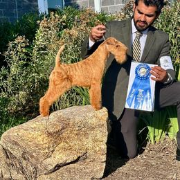 Bri - Lakeland Terrier