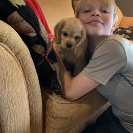 Cocker Spaniel Puppies from Taylor’s Cockerspaniels