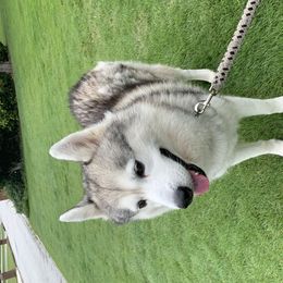 Winter - Siberian Husky
