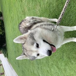 Winter - Siberian Husky