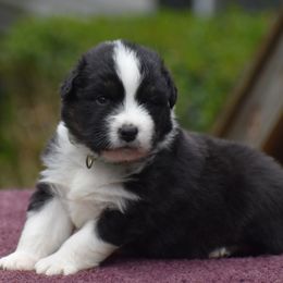 Girl 4 - Black tri-color female Australian Shepherd puppy in Pilot, Virginia from Obsidian Australian Shepherd