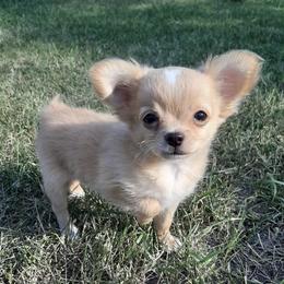 Chihuahuas from FJW Chihuahuas