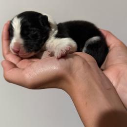Black and why Boy - Black and white male Border Collie puppy in Jackson, New Jersey from NJ Bees BC
