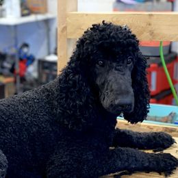 Bordoodles and Poodles from TopPaw Poodles
