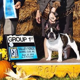 French Bulldogs and Xoloitzcuintli from Krislyn