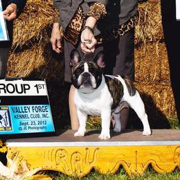 French Bulldogs and Xoloitzcuintli from Krislyn
