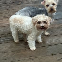 Yorkshire Terrier puppies from Majestic Touch Kennels and Pet Services