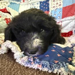 Green - Black and white male Sheepadoodle puppy in Eleva, Wisconsin from Molly’s Doodles