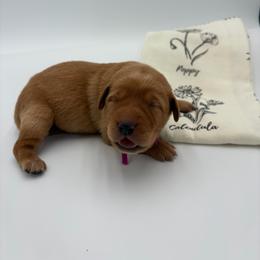 Purple - Yellow female Labrador Retriever puppy in Heath Springs, South Carolina from Rich Hill Retrievers