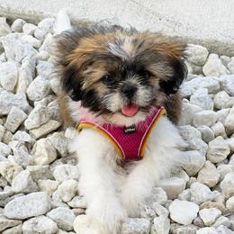 Happy - female Shih Tzu puppy in Brainerd, Minnesota from Angie’s Teddy Bear Puppies Minnesota