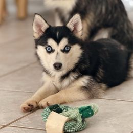Canary - Black and white female Pomsky puppy in Lewiston, Minnesota from Family Pomsky