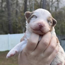 Hermes - Red merle male Australian Shepherd puppy in Jacksonville, Florida from Solace Australian Shepherds