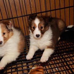 Rottweiler and Shetland Sheepdog Puppies from Mountain High Kennels